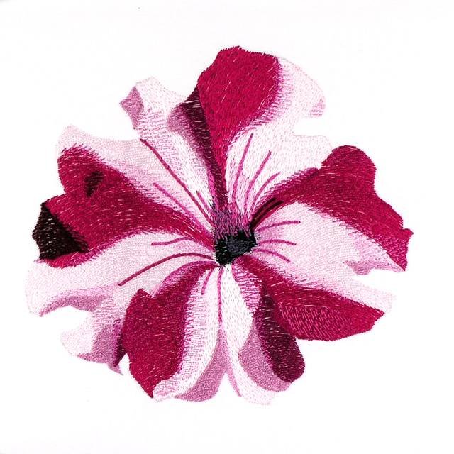 BFC0960 Pansies and Pentunias