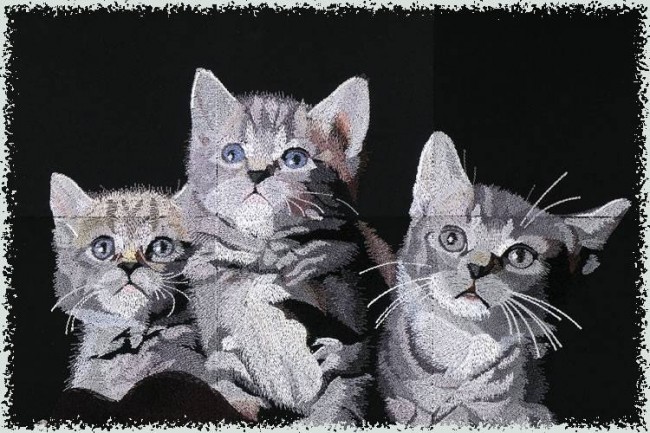 BFC0968 Window-Three Kittens