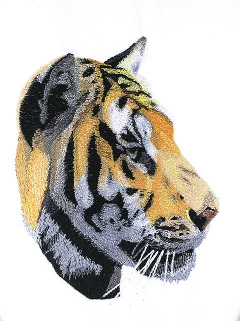 BFC0995 Two Tiger Portraits