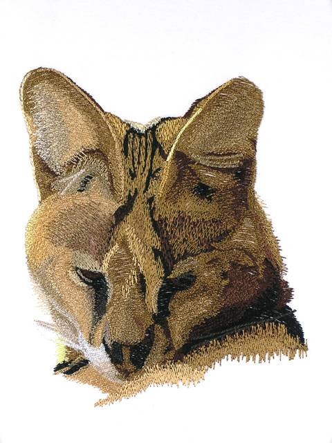 BFC0996 Two Serval Portraits