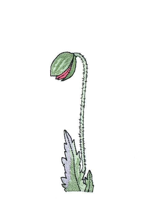 BFC0997 Poppies with Oriental Influence
