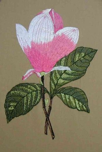 BFC0184 Pink Magnolias