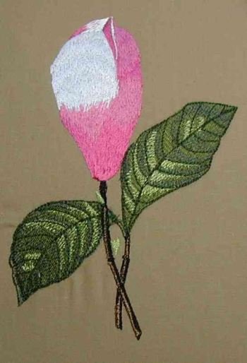 BFC0184 Pink Magnolias