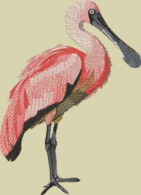 BFC2163 The Spoonbill