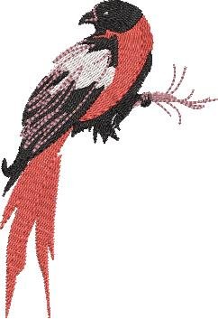 BFC32270 Red Bird Six