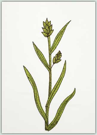 Woodland Sedge