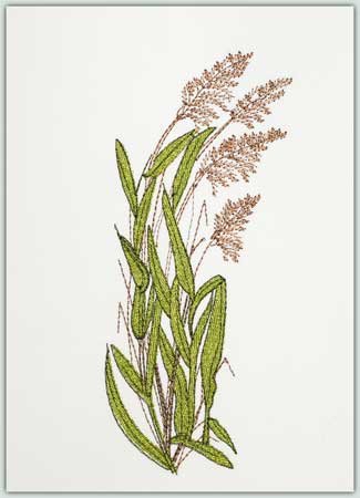Ornamental Grass