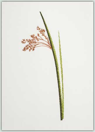 Small Pampas Type Grass