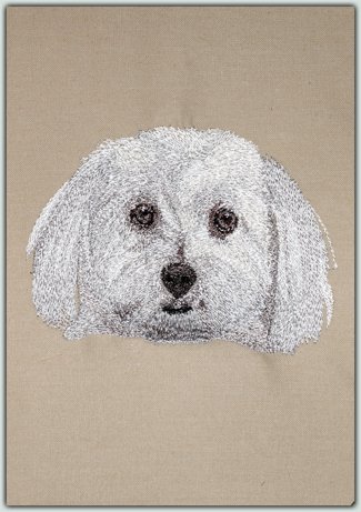 Bichon Frise