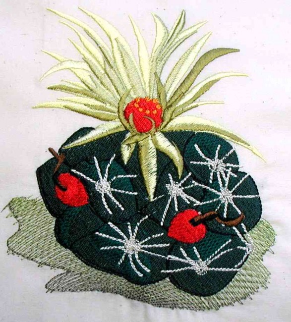 BFC0143 Flowering Cactus