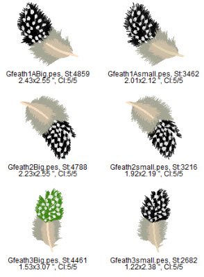 CCQM002 - Guinea Fowl Feathers