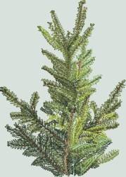 BFC1325 Large Christmas Tree 2013