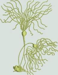 BFC1352 Embellished Sea Life and Tote Bag