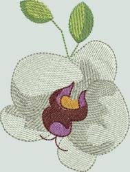 BFC1507 Tropical Birds and Flowers