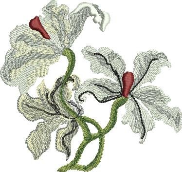BFC1620 Ernst Haeckel's Orchids