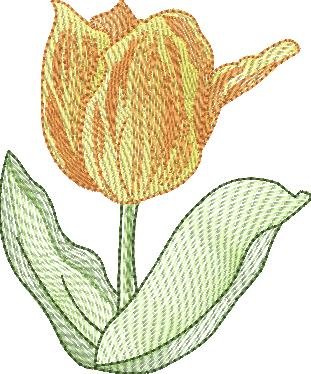 BFC1651 Sheer Tulips