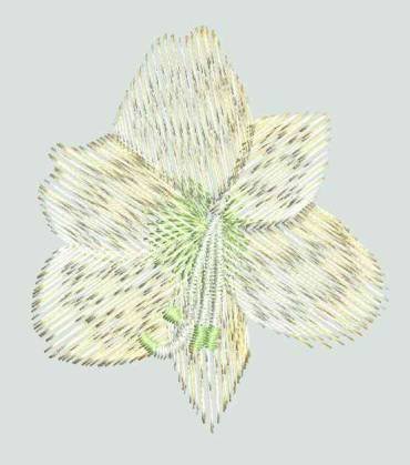 BFC0262 Amaryllis