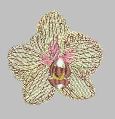 BFC0303 Watercolor Orchids