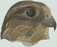 BFC0481 Falcons