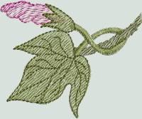 BFC0486 Morning Glory Medley
