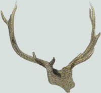 BFC0517 Deer