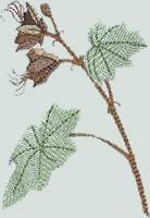 BFC0661 Botanical Prints II