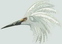 BFC0686 Snowy Egret