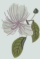 BFC0809 Tropical Bling