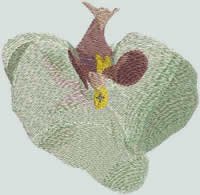 BFC0833 Orchids