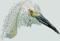 BFC0889 Portraits-Egrets and Herons