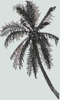 BFC0899 Window - Palm Sunset