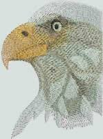 BFC0930 Window-An Eagle in Wintertime