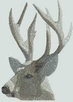 BFC0952 Window-A Majestic Buck in fading Sunlight