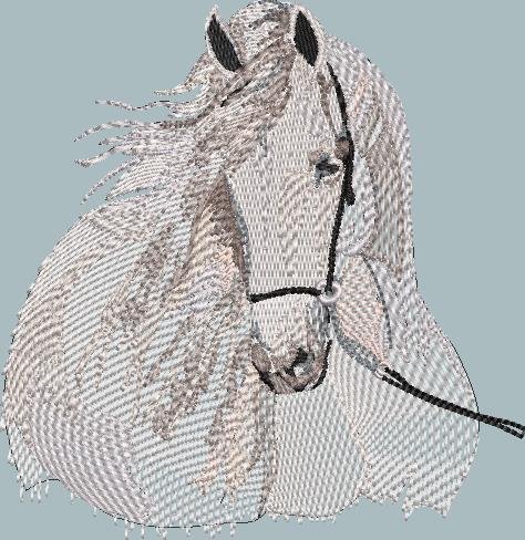 BFC1917 Large Andalusian in the Wind